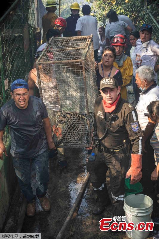 Animals are evacuated from a zoo before an approaching forest fire in Ba?os de Agua Santa, Ecuador, Oct. 21, 2018. (Photo/Agencies)