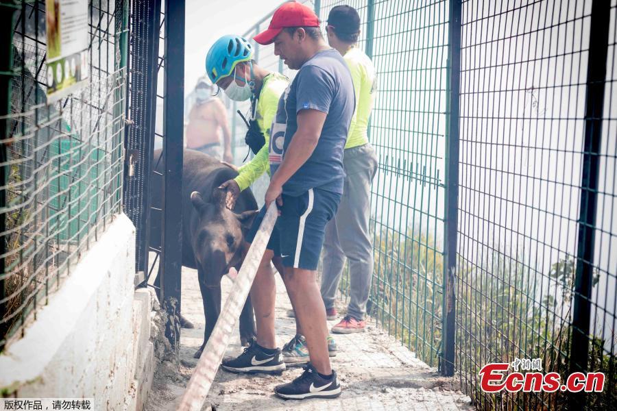 Animals are evacuated from a zoo before an approaching forest fire in Ba?os de Agua Santa, Ecuador, Oct. 21, 2018. (Photo/Agencies)