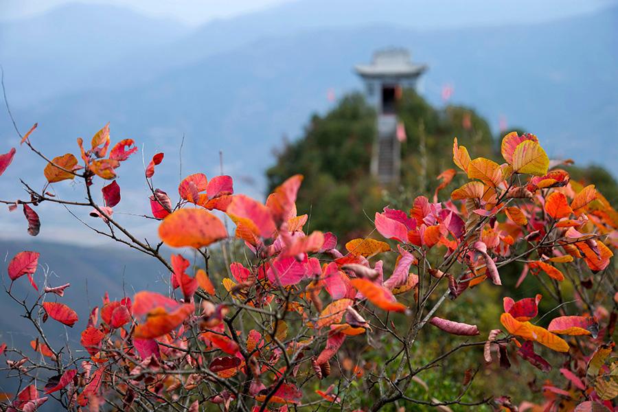 Red leaves brighten autumn scenes in Baokang county, Xiangyang city, Hubei province on Oct 24, 2018. Red leaves are a highlight in autumn landscapes around China, especially in mountainous areas where large expanses of gray and green scenery are decorated with lively color. [Photo by Yang Tao/Asianewsphoto]