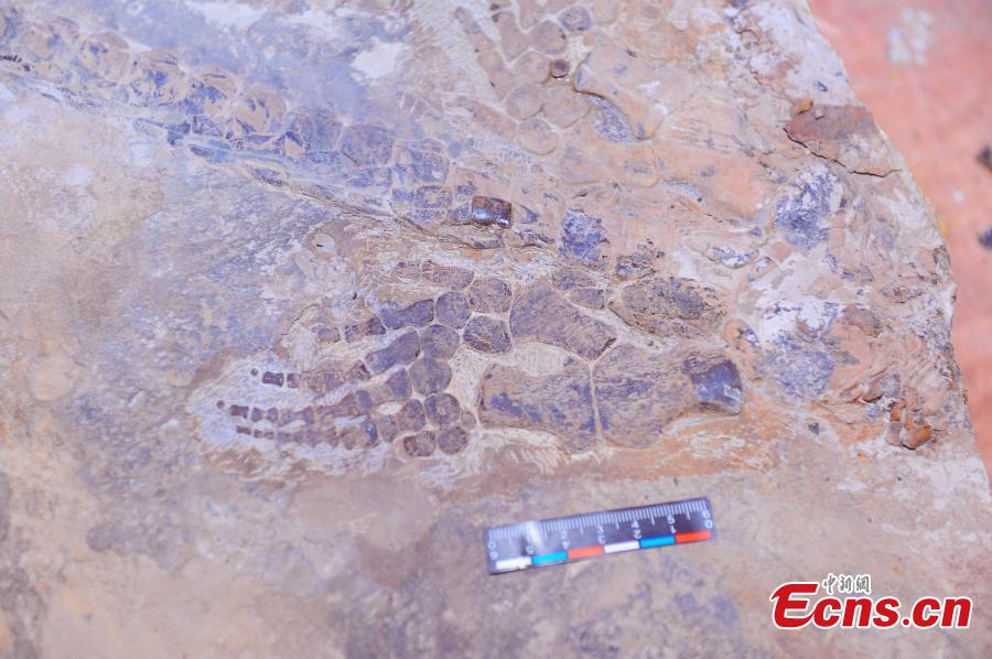<?php echo strip_tags(addslashes(A fossil of a reptile of the Hupehsuchia species, measuring approximately 1.8 meters long, found in a geopark in Yuan’an County, Central China’s Hubei Province. (Photo: China News Service/Liu Kang))) ?>