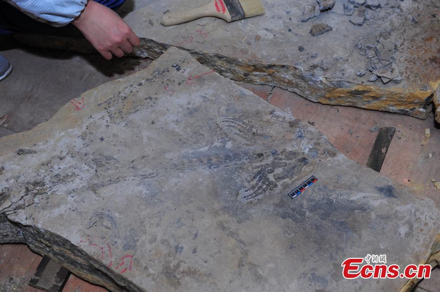 A fossil of a reptile of the Hupehsuchia species found in a geopark in Yuan’an County, Central China’s Hubei Province, Oct. 24, 2018. (Photo: China News Service/Liu Kang)