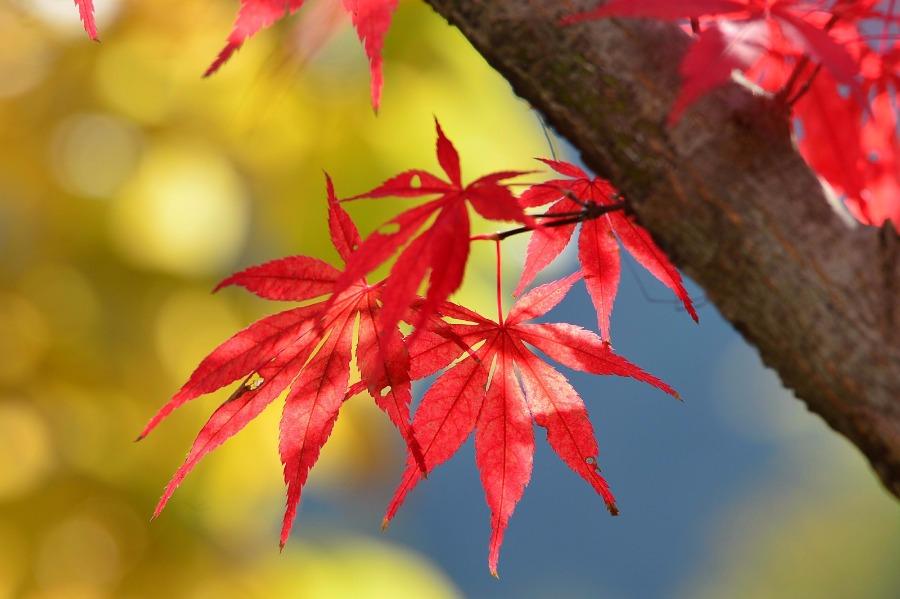 Red leaves brighten autumn scenes in Baokang county, Xiangyang city, Hubei province on Oct 24, 2018. Red leaves are a highlight in autumn landscapes around China, especially in mountainous areas where large expanses of gray and green scenery are decorated with lively color. [Photo by Yang Tao/Asianewsphoto]