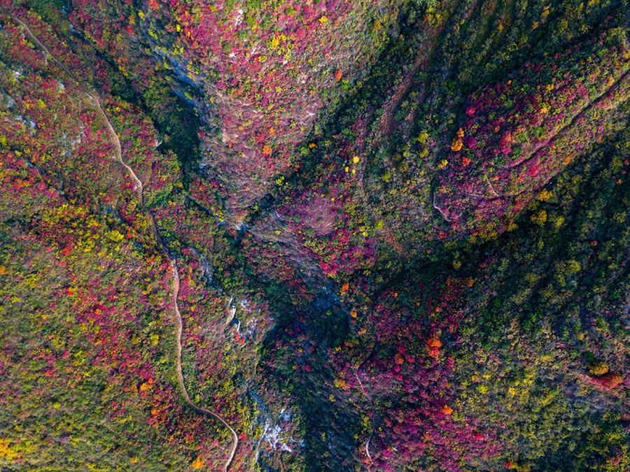 Red leaves brighten autumn scenes in Baokang county, Xiangyang city, Hubei province on Oct 24, 2018. Red leaves are a highlight in autumn landscapes around China, especially in mountainous areas where large expanses of gray and green scenery are decorated with lively color. [Photo by Yang Tao/Asianewsphoto]