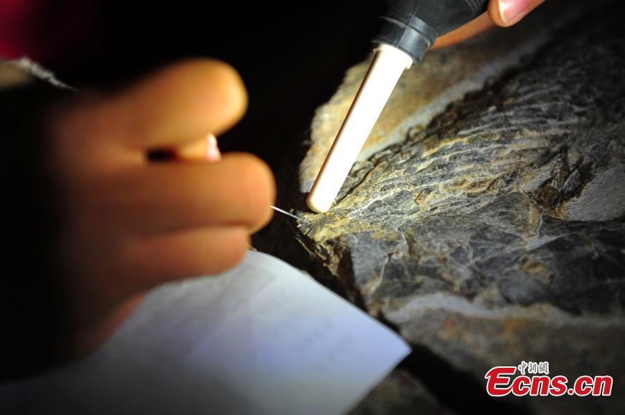 A researcher repairs a fossil of a reptile of the Ichthyosaurs species found in a geopark in Yuan’an County, Central China’s Hubei Province. Researchers have found fossils of reptiles from 247 million years ago. (Photo: China News Service/Liu Kang)