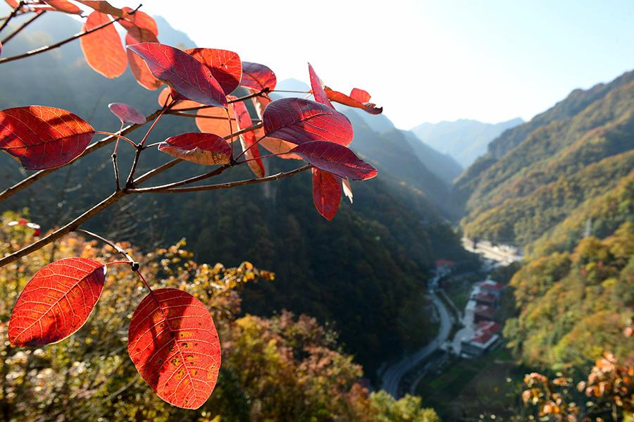 Red leaves brighten autumn scenes in Baokang county, Xiangyang city, Hubei province on Oct 24, 2018. Red leaves are a highlight in autumn landscapes around China, especially in mountainous areas where large expanses of gray and green scenery are decorated with lively color. [Photo by Yang Tao/Asianewsphoto]