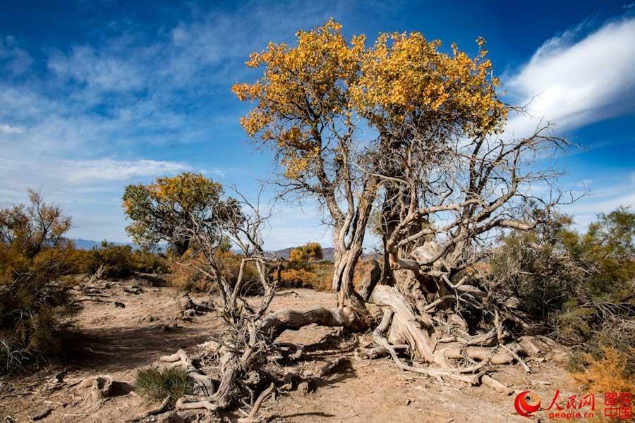 400 kilometers away from Urumqi, Xinjiang Uyghur Autonomous Region, just 30 kilometers north of Mingsha Mountain in Changji prefecture, lies the Changji Populus euphratica forest. The ancient tree has a history of 65 million years. The tree requires a robust resistance to drought, heavy winds, sand, and saline-alkali soil to stay alive in the harsh desert. (Photo/people.cn)