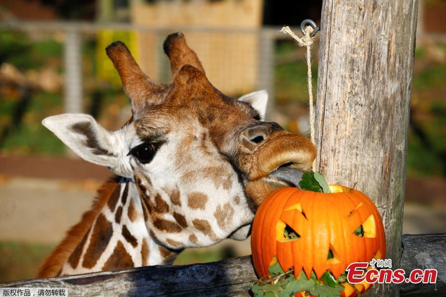 A giraffe interacts with a pumpkin during a photocall at London Zoo in London, Britain, Oct. 25, 2018. (Photo/Agencies)