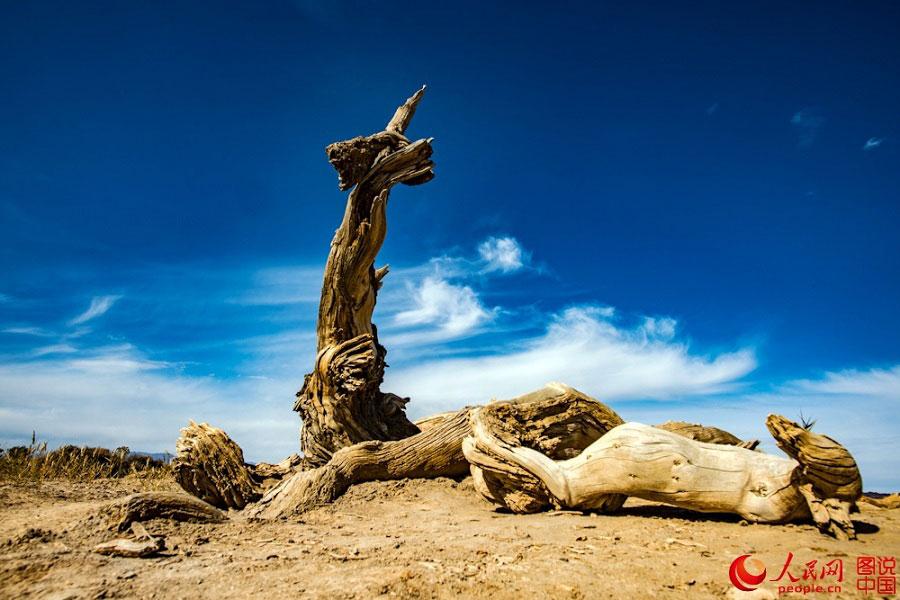 400 kilometers away from Urumqi, Xinjiang Uyghur Autonomous Region, just 30 kilometers north of Mingsha Mountain in Changji prefecture, lies the Changji Populus euphratica forest. The ancient tree has a history of 65 million years. The tree requires a robust resistance to drought, heavy winds, sand, and saline-alkali soil to stay alive in the harsh desert. (Photo/people.cn)