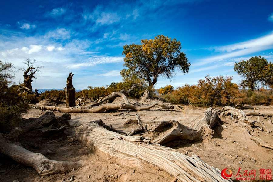 400 kilometers away from Urumqi, Xinjiang Uyghur Autonomous Region, just 30 kilometers north of Mingsha Mountain in Changji prefecture, lies the Changji Populus euphratica forest. The ancient tree has a history of 65 million years. The tree requires a robust resistance to drought, heavy winds, sand, and saline-alkali soil to stay alive in the harsh desert. (Photo/people.cn)