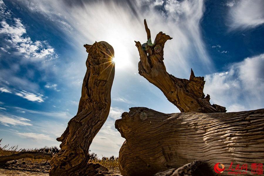 400 kilometers away from Urumqi, Xinjiang Uyghur Autonomous Region, just 30 kilometers north of Mingsha Mountain in Changji prefecture, lies the Changji Populus euphratica forest. The ancient tree has a history of 65 million years. The tree requires a robust resistance to drought, heavy winds, sand, and saline-alkali soil to stay alive in the harsh desert. (Photo/people.cn)