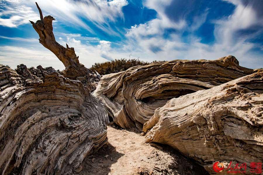 400 kilometers away from Urumqi, Xinjiang Uyghur Autonomous Region, just 30 kilometers north of Mingsha Mountain in Changji prefecture, lies the Changji Populus euphratica forest. The ancient tree has a history of 65 million years. The tree requires a robust resistance to drought, heavy winds, sand, and saline-alkali soil to stay alive in the harsh desert. (Photo/people.cn)