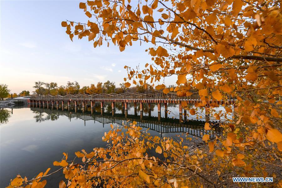 Photo taken on Oct. 26, 2018 shows the trees of populus euphratica in Anarkol Township of Bachu County, northwest China\'s Xinjiang Uygur Autonomous Region. (Xinhua/Hu Huhu)