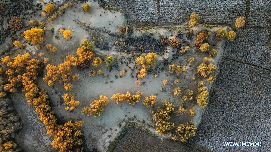 Aerial photo taken on Oct. 23, 2018 shows the trees of populus euphratica and cotton field in Dolatbag Township of Bachu County, northwest China\'s Xinjiang Uygur Autonomous Region. (Xinhua/Hu Huhu)