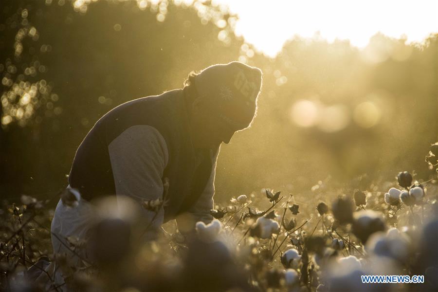 A laborer picks cotton in a field during the autumn season in Dolatbag Township of Bachu County, northwest China\'s Xinjiang Uygur Autonomous Region, Oct. 23, 2018. (Xinhua/Li Zhihao)