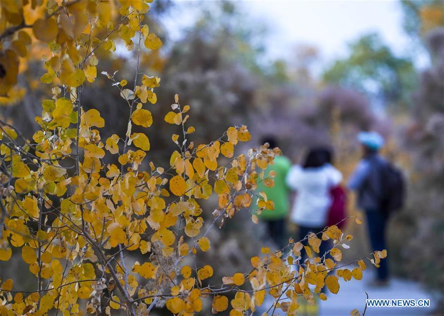 People tour among the trees of populus euphratica in Anarkol Township of Bachu County, northwest China\'s Xinjiang Uygur Autonomous Region, Oct. 26, 2018. (Xinhua/Hu Huhu)