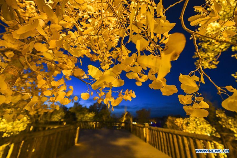 Photo taken on Oct. 26, 2018 shows the trees of populus euphratica in Anarkol Township of Bachu County, northwest China\'s Xinjiang Uygur Autonomous Region. (Xinhua/Hu Huhu)