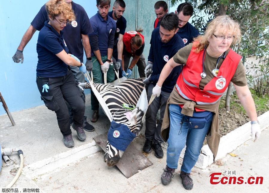 Members of international organization Four Paws carry a zebra out of the local city zoo in Fier, Albania, Oct. 28, 2018. Members of Four Paws protested at the Albanian authorities for the way these animals are mistreated and kept illegally in the country. Rescued animals will be transported to Tirana where they will stay until they will be transported back to their natural habitat in Africa. (Photo/Agencies)