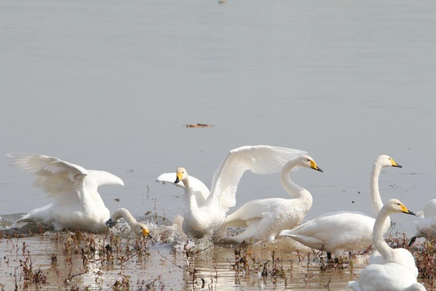 White swans frolic by the waterside at the Sanmenxia Swan Lake National Urban Wetland Park, Oct. 23, 2018. The Yellow River wetland in Sanmenxia, covering an area of 28,500 hectares, accounts for around 42 percent of the total area of the Henan Yellow River Wetland National Nature Reserve. Till Oct. 26 this year, over 500 white swans have migrated there to spend the upcoming winter. (Photo/Asianewsphoto)