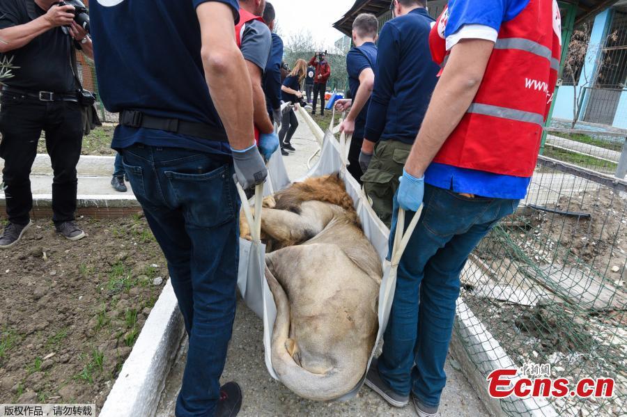 <?php echo strip_tags(addslashes(Members of international organization Four Paws carry a lion out of the local city zoo in Fier, Albania, Oct. 28, 2018. Members of Four Paws protested at the Albanian authorities for the way these animals are mistreated and kept illegally in the country. The rescued animals will be transported to the capital Tirana where they will stay until they will be transported back to their natural habitat in Africa. (Photo/Agencies))) ?>