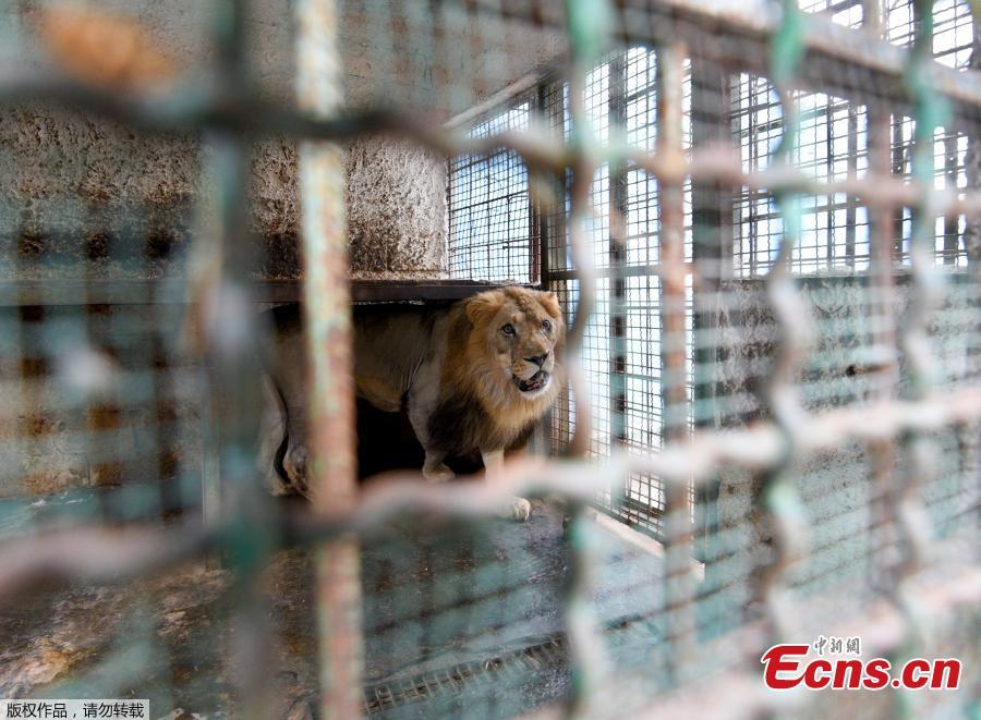 Zhaku, an 11-year-old male lion, rests on his cage before animal welfare activists of \'Four Paws\' remove him from a private zoo in Fier, Albania, Oct. 28, 2018. Members of Four Paws protested at the Albanian authorities for the way these animals are mistreated and kept illegally in the country. The rescued animals will be transported to the capital Tirana where they will stay until they will be transported back to their natural habitat in Africa. (Photo/Agencies)