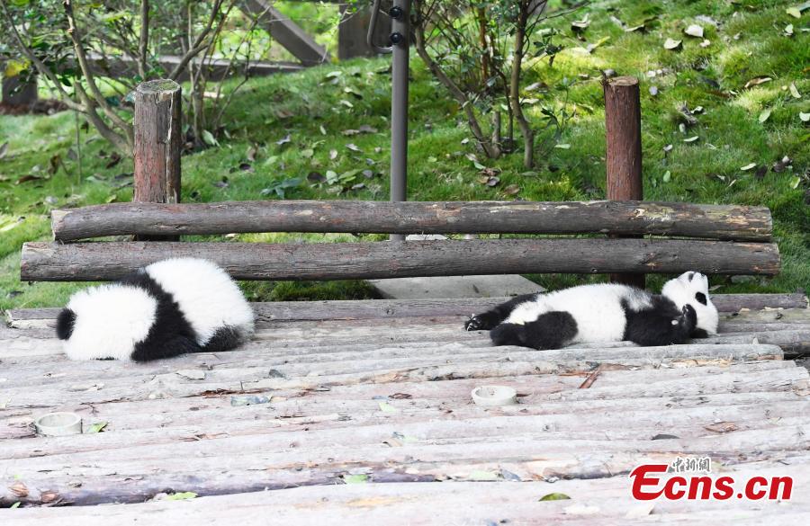 Giant pandas play at the Chengdu Research Base of Giant Panda Breeding in Chengdu City, Southwest China’s Sichuan Province, Oct. 28, 2018. (Photo: China News Service/An Yuan)