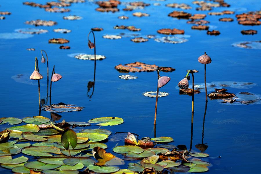 An autumn scene of the Shifosi reservoir in Shenyang city, Liaoning Province, Oct. 27, 2017. Acres of lotus flowers, though having withered away after the blossoming season, are still luring visitors as the sight presents a sense of tranquil beauty. (Photo/Asianewsphoto)