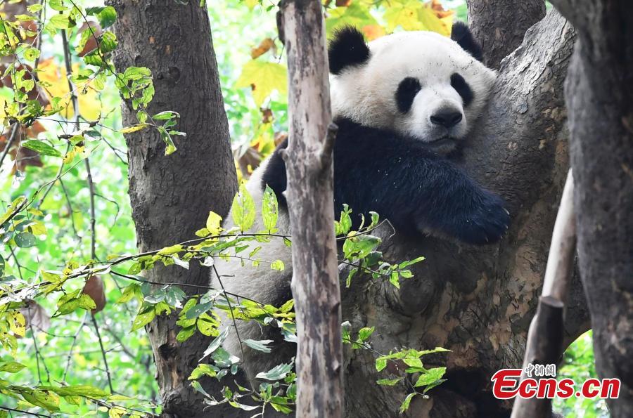 A giant panda plays at the Chengdu Research Base of Giant Panda Breeding in Chengdu City, Southwest China’s Sichuan Province, Oct. 28, 2018. (Photo: China News Service/An Yuan)