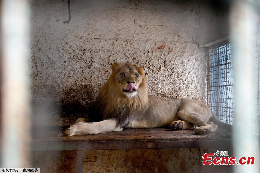 Zhaku, an 11-year-old male lion, rests on his cage before animal welfare activists of \'Four Paws\' remove him from a private zoo in Fier, Albania, Oct. 28, 2018. Members of Four Paws protested at the Albanian authorities for the way these animals are mistreated and kept illegally in the country. The rescued animals will be transported to the capital Tirana where they will stay until they will be transported back to their natural habitat in Africa. (Photo/Agencies)