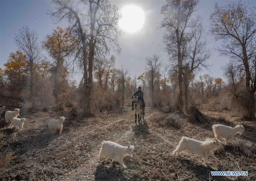 A herdsman grazes sheep in a forest of desert poplar in Yuli County, northwest China\'s Xinjiang Uygur Autonomous Region, Oct. 25, 2018. Xinjiang has infused 7 billion cubic meters of water to the dry trunk stream of the lower reaches of the Tarim River in 18 rounds of water diversion since 2000, making the local forest of desert poplar a tourist attraction.(Xinhua/Zhao Ge)