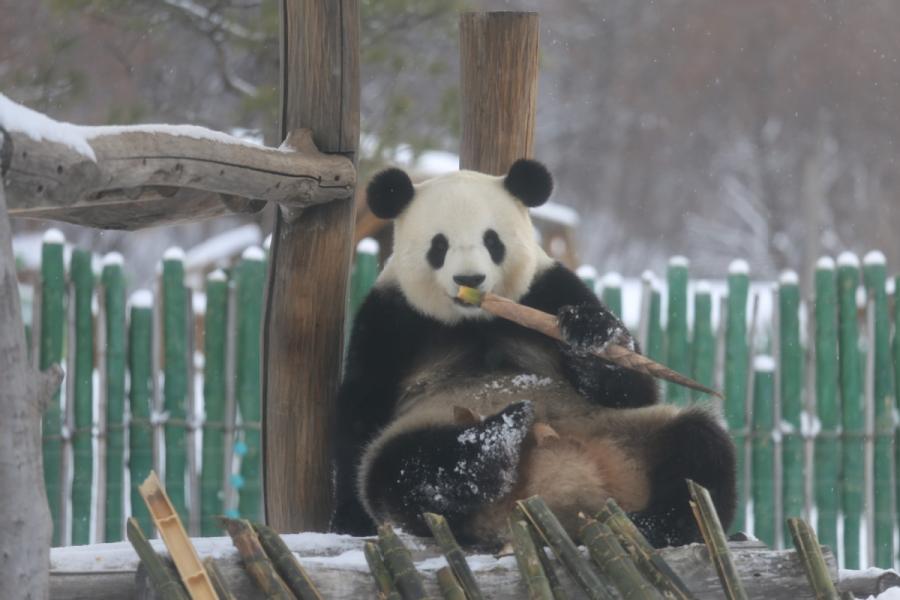 <?php echo strip_tags(addslashes(A panda plays in snow in northeastern China's Heilongjiang Province on Oct. 27, 2018.  （Photo provided to chinadaily.com.cn）)) ?>