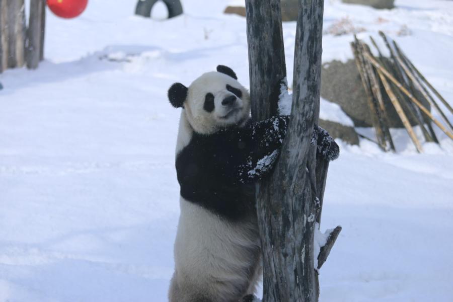 <?php echo strip_tags(addslashes(A panda plays in snow in northeastern China's Heilongjiang Province on Oct. 27, 2018. (Photo provided to chinadaily.com.cn))) ?>