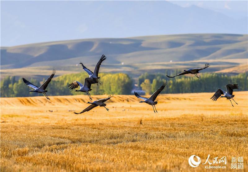 Late autumn is when Zhaosu, a county-level city in northwest China\'s Xinjiang Uygur Autonomous Region, attracts large numbers of migratory birds including grey cranes, wild ducks and swans thanks to its favorable ecological environment. The city is praised as \