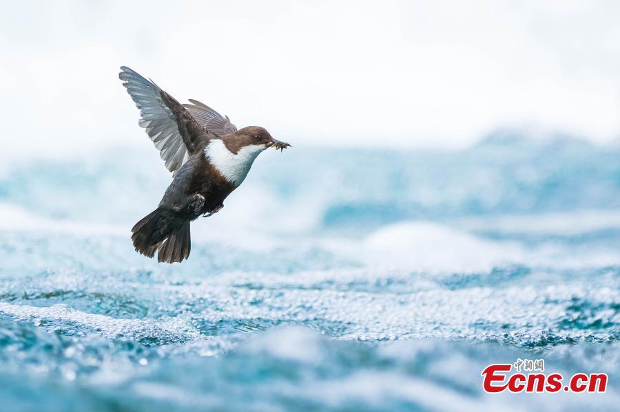 Simon Johnson of Norway, with photo “Dipper in flight,” is the winner of Young Photographer 15 to 17 Years category at the European Wildlife Photographer of the Year 2018. (Photo/Agencies)