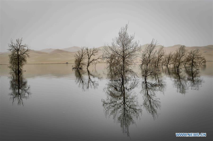 Trees of desert poplar are seen in Yuli County, northwest China\'s Xinjiang Uygur Autonomous Region, Oct. 17, 2018. Xinjiang has infused 7 billion cubic meters of water to the dry trunk stream of the lower reaches of the Tarim River in 18 rounds of water diversion since 2000, making the local forest of desert poplar a tourist attraction.(Xinhua/Zhao Ge)