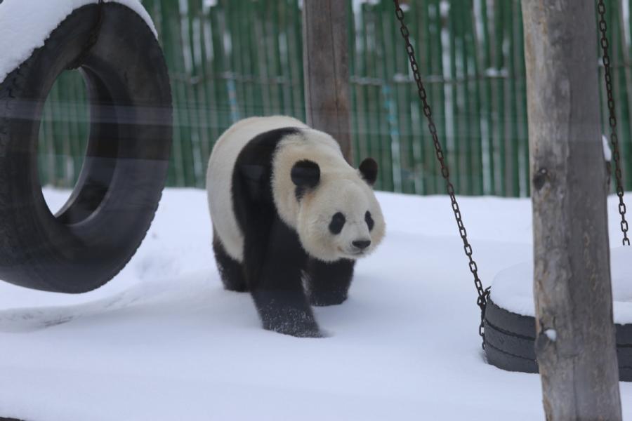 A panda plays in snow in northeastern China\'s Heilongjiang Province on Oct. 27, 2018.  （Photo provided to chinadaily.com.cn）

Two giant pandas at the Yabuli skiing resort enjoy the snowfall in northeastern China\'s Heilongjiang Province on Saturday. The pandas, called Sijia and Youyou, are 11-year-old male and 12-year-old female, respectively.