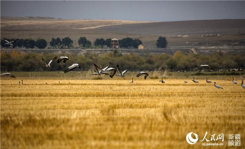 Late autumn is when Zhaosu, a county-level city in northwest China\'s Xinjiang Uygur Autonomous Region, attracts large numbers of migratory birds including grey cranes, wild ducks and swans thanks to its favorable ecological environment. The city is praised as \