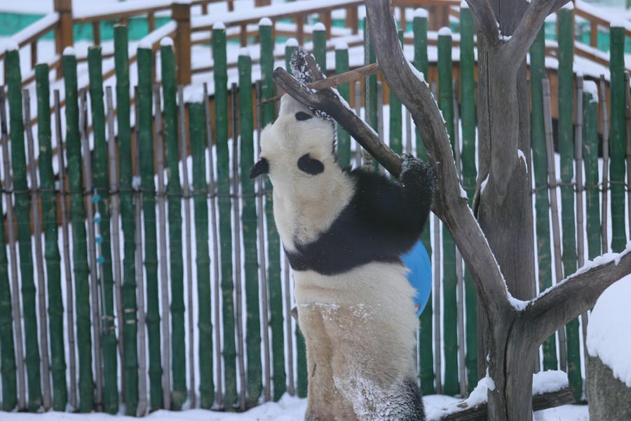 A panda plays in snow in northeastern China\'s Heilongjiang Province on Oct. 27, 2018. （Photo provided to chinadaily.com.cn）