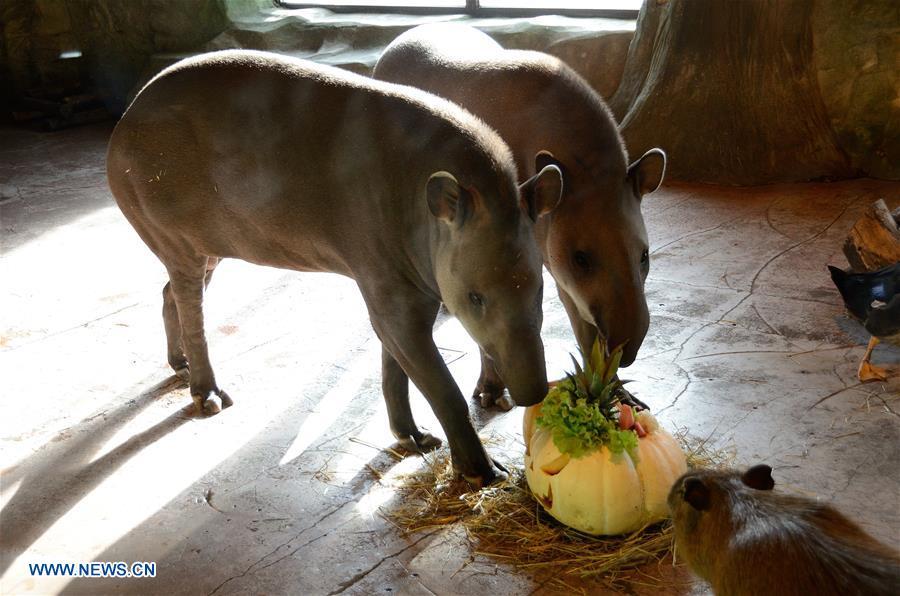 Tapirs eat breakfast in Nizhny Novgorod, Russia, on Oct. 30, 2018. Zoo \