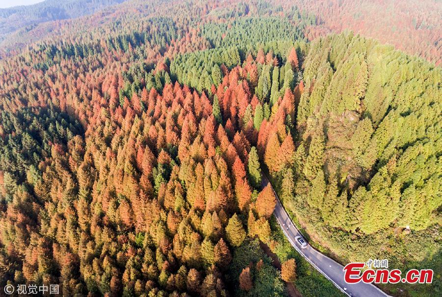 <?php echo strip_tags(addslashes(An aerial view of the forest at Shanwangping Karst Ecological Park in Nanchuan District of Southwest China’s Chongqing Municipality, Oct. 30, 2018. The splendid autumn colors have attracted many tourists. (Photo/VCG))) ?>