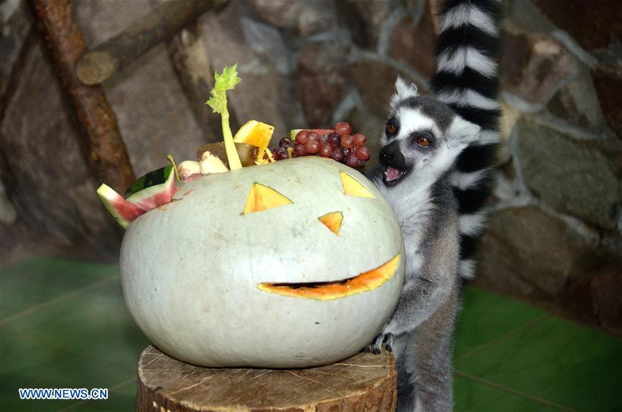 <?php echo strip_tags(addslashes(A cat lemur is seen with a pumpkin in Nizhny Novgorod, Russia, on Oct. 30, 2018. Zoo 