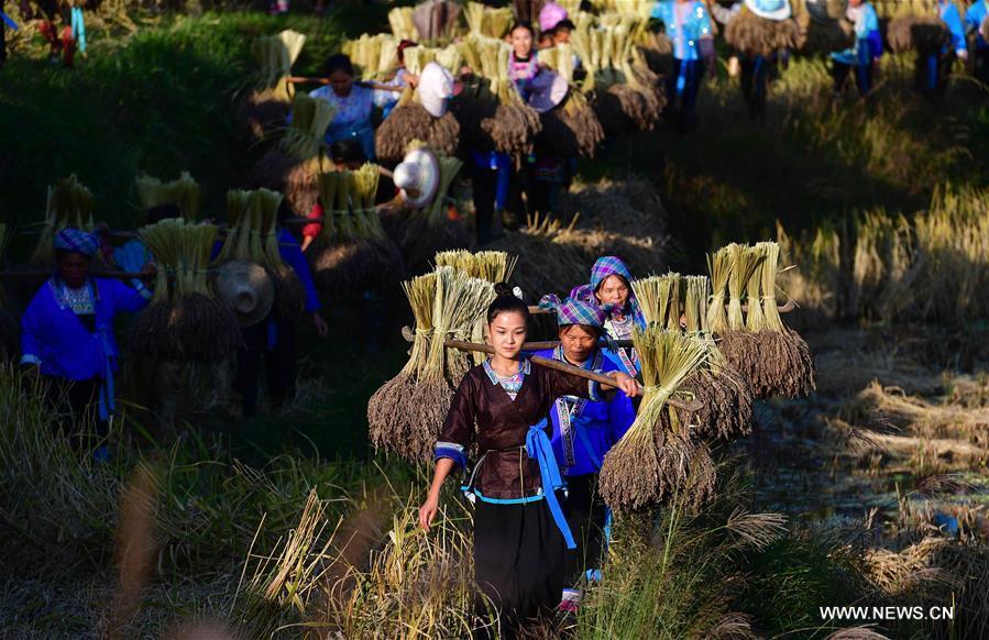 Farmers of the Miao ethnic group carry bales of purple glutinous rice at Yuanbao Village in Antai Township in Rongshui Miao Autonomous County, south China\'s Guangxi Zhuang Autonomous Region, Oct. 30, 2018. Farmers are busy harvesting purple glutinous rice in Antai, where a production mode that incorporates cooperatives, planting bases and individual farmers has helped the locals out of poverty. (Xinhua/Huang Xiaobang)