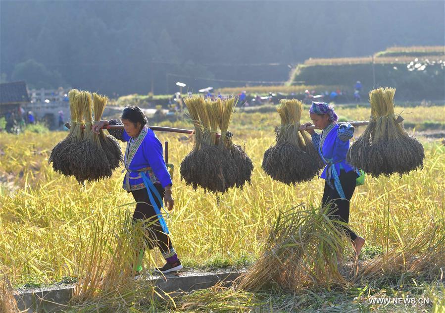 Farmers of the Miao ethnic group carry bales of purple glutinous rice at Yuanbao Village in Antai Township in Rongshui Miao Autonomous County, south China\'s Guangxi Zhuang Autonomous Region, Oct. 30, 2018. Farmers are busy harvesting purple glutinous rice in Antai, where a production mode that incorporates cooperatives, planting bases and individual farmers has helped the locals out of poverty. (Xinhua/Huang Xiaobang)