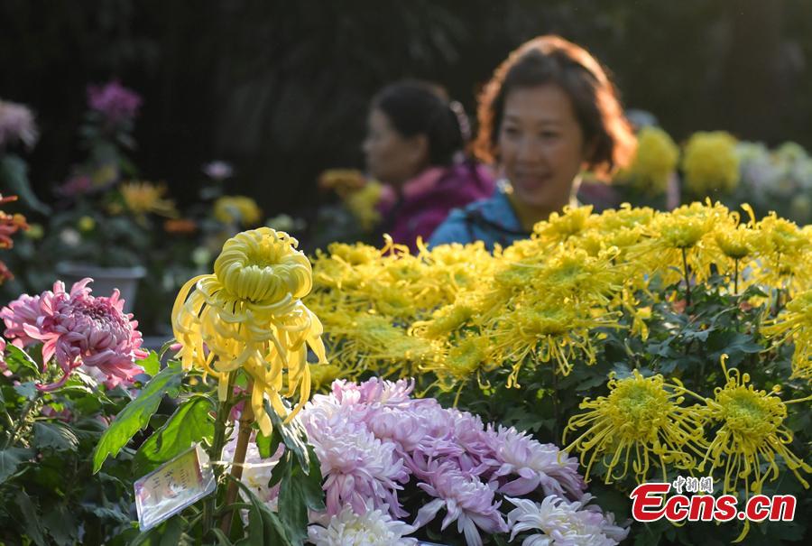 The 39th Baotu Spring Chrysanthemum Flower Festival opens in Jinan, East China’s Shandong Province, Oct. 30, 2018. The fair showcases approximately 100,000 pots of chrysanthemum. The Baotu Spring is a culturally significant artesian karst spring in the city. (Photo: China News Service/Zhang Yong)