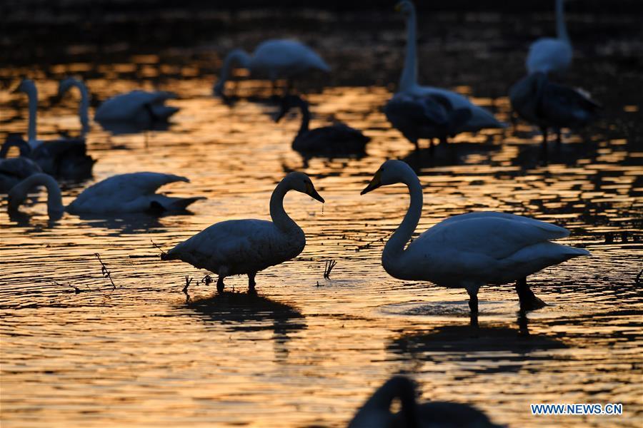 Wild swans are seen at a wetland in Pinglu, north China\'s Shanxi Province, Oct. 30, 2018. Migratory wild swans recently came to the wetland to spend the winter. (Xinhua/Yang Chenguang)