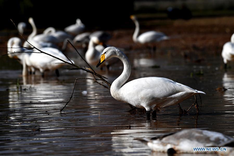 Wild swans are seen at a wetland in Pinglu, north China\'s Shanxi Province, Oct. 31, 2018. Migratory wild swans recently came to the wetland to spend the winter. (Xinhua/Zhan Yan)