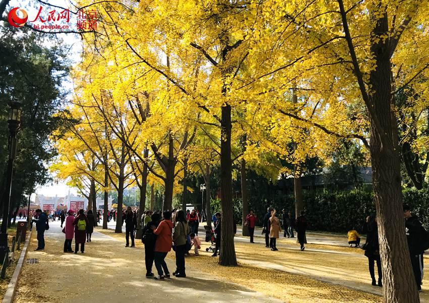 Ginkgo trees are turning Beijing\'s Temple of Earth into a sea of yellow as the temperature continues to fall in late autumn. With the golden leaves hanging from the branches and blowing off in the wind, the Temple of Earth looks like a fairyland. (Photo/people.cn)