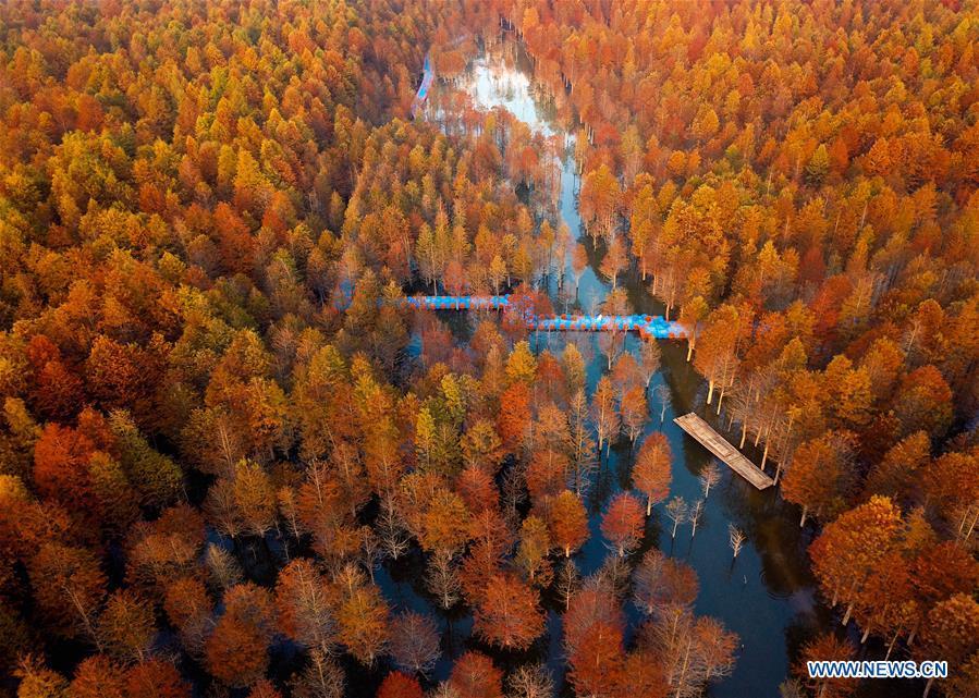 Aerial photo taken on Oct. 31, 2018 shows larches at Qinglongwan reservoir in Ningguo City, east China\'s Anhui Province. In autumn, over 133.3 hectares of larches here add touches of gold to the reservoir. (Xinhua/Shi Yalei)