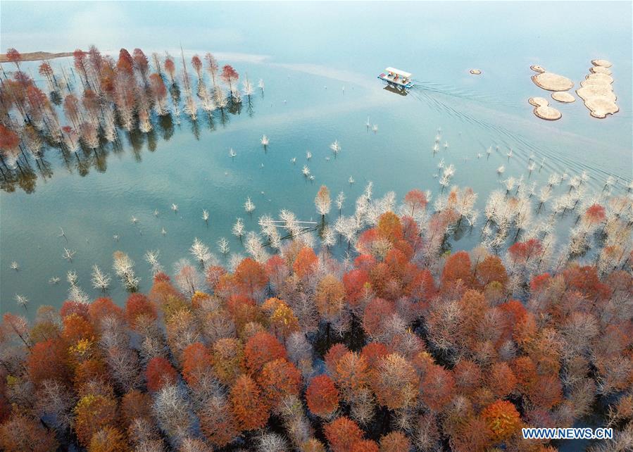 Aerial photo taken on Oct. 30, 2018 shows larches at Qinglongwan reservoir in Ningguo City, east China\'s Anhui Province. In autumn, over 133.3 hectares of larches here add touches of gold to the reservoir. (Xinhua/Shi Yalei)