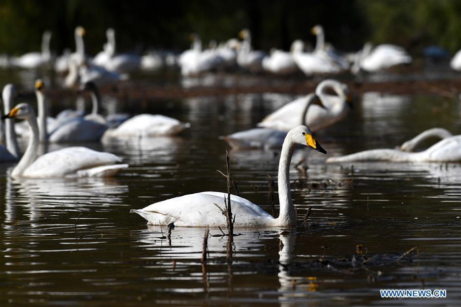 Wild swans are seen at a wetland in Pinglu, north China\'s Shanxi Province, Oct. 31, 2018. Migratory wild swans recently came to the wetland to spend the winter. (Xinhua/Zhan Yan)