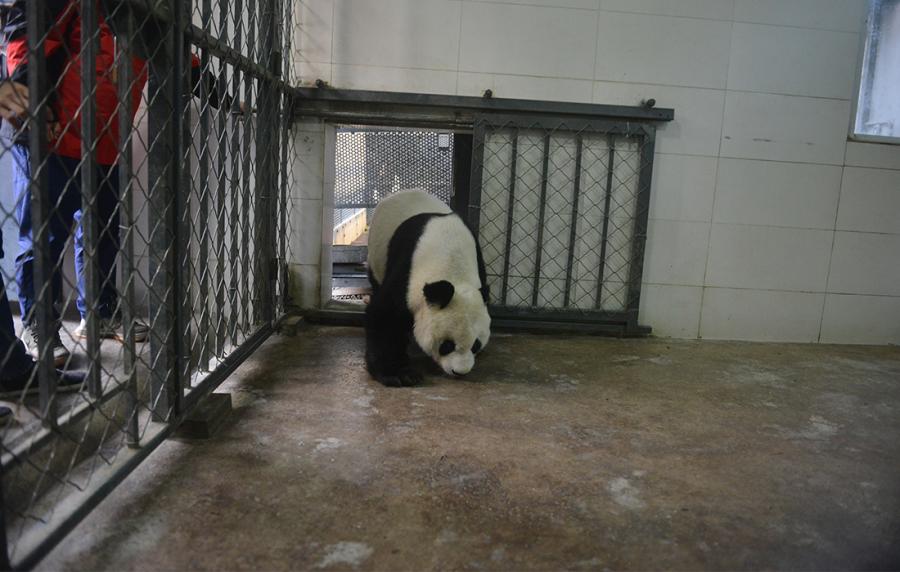 Gao Gao adapts to the new environment.  (Photo/Courtesy of China Conservation and Research Center of Giant Pandas)